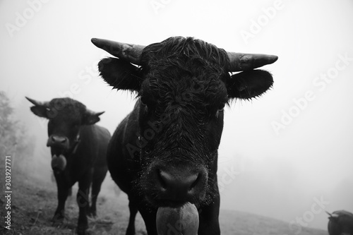 black and white bull