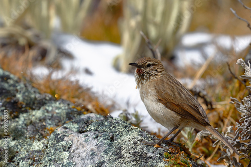 A small Streak-throated Canastero (Asthenes humilis) perched on a rock. photo