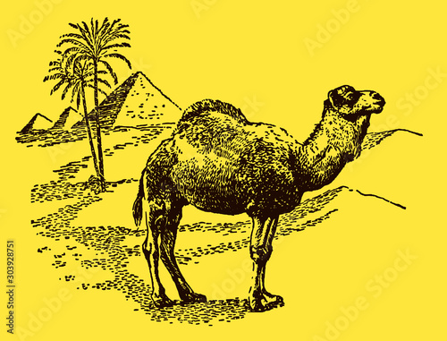 Dromedary camelus dromedarius standing in the sunny sahara desert in front of a palm tree and three pyramids, on a yellow background. Editable in layers