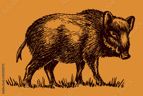 Standing male wild boar sus scrofa in side view, isolated on orange-brown background