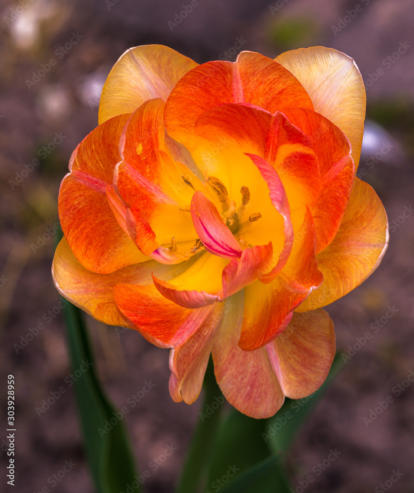 beautiful, bushy tulip flower close-up, top-down view, red-yellow tulip flower mid-closeup