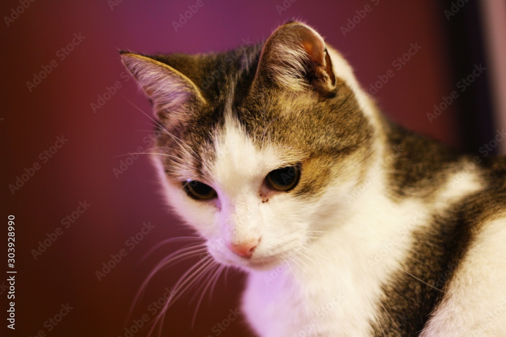 cat with green eyes on a background