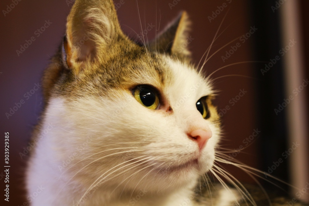 portrait of cat with blue eyes on white background