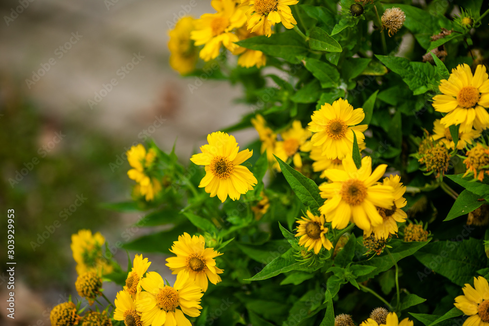 variety of flowers in decorative pots and wicker baskets. decorations for the garden. Gardening, growing flowers.fresh flowers variety of flowers in decorative pots and wicker baskets. decorations for the garden. Gardening, growing flowers.fresh flowers