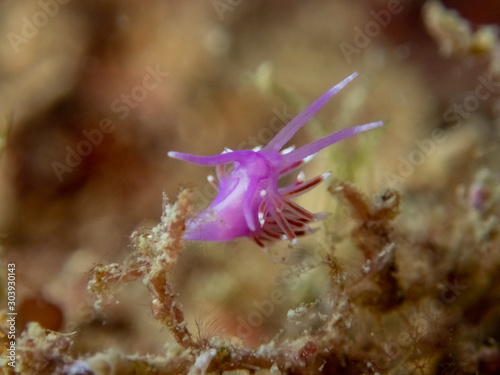 an aeolid nudibranch, sea slug Edmundsella (Flabellina) pedata a marine gastropod mollusc from the family Flabellinidae photo