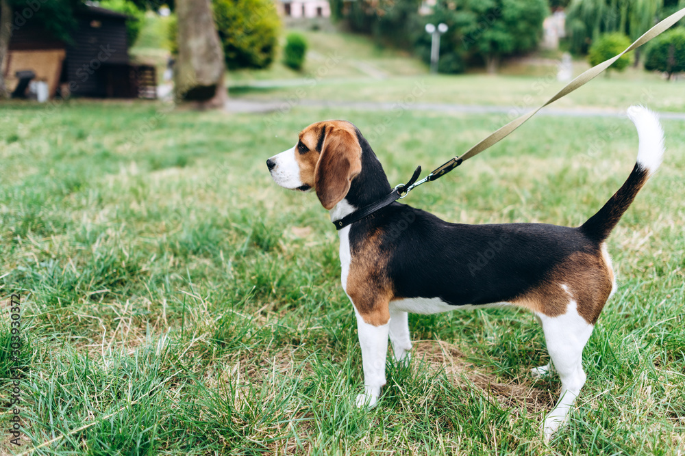 Small dog standing and looking straight during walking outdoor. - Image