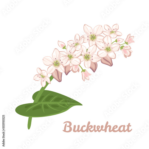 Buckwheat plant isolated on a white background. Vector illustration of a flowering buckwheat branch with green leaves in cartoon simple flat style.