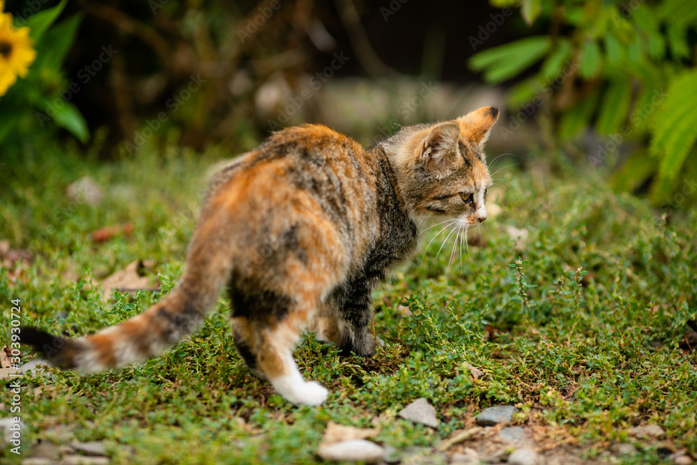 Homeless cat without breed in shelter for a walk on the street Homeless cat without breed in shelter for a walk on the street