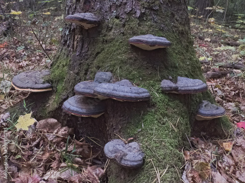 Red belt conk (Fomitopsis pinicola)