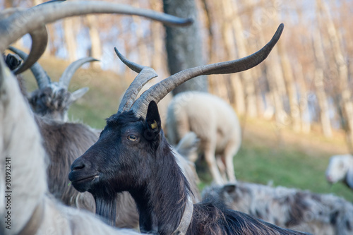 goats grazing photo