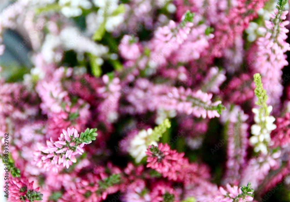 flowers in garden flowers in garden