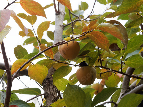 (Diospyros kaki) Die gelb-orange Kakifrüchte am Baum photo