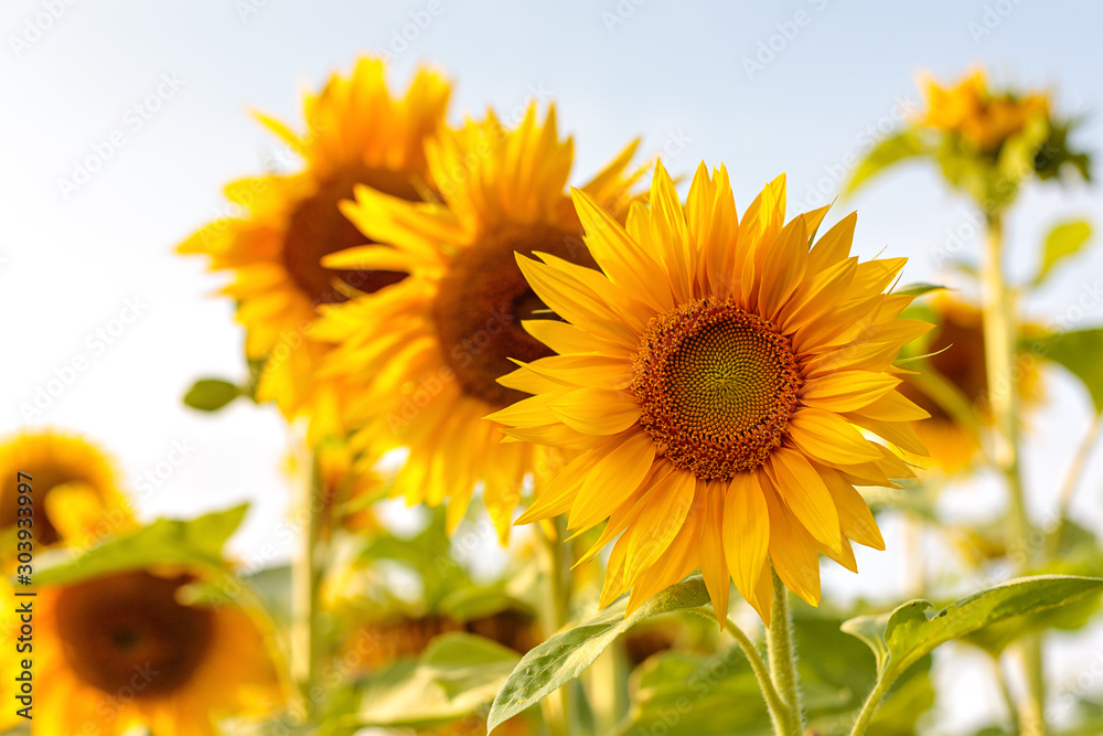Obraz premium bright ripe flowers of sunflowers in the field at sunset, orange beautiful flowers, agricultural products, raw materials for the production of sunflower oil