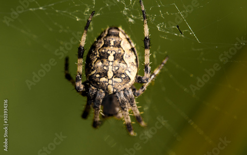 Cross spider close-up in your web