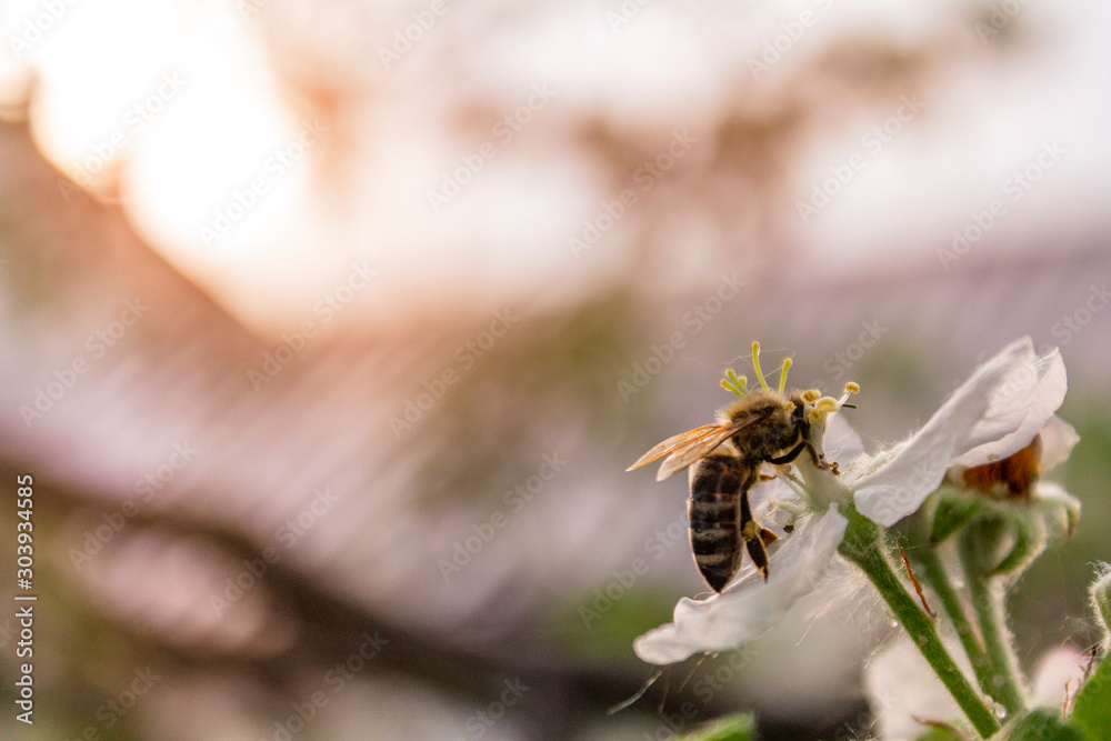 bee wasp collects pollen from a flower close-up on the background of a sunny sunset, summer mood bee wasp collects pollen from a flower close-up on the background of a sunny sunset, summer mood
