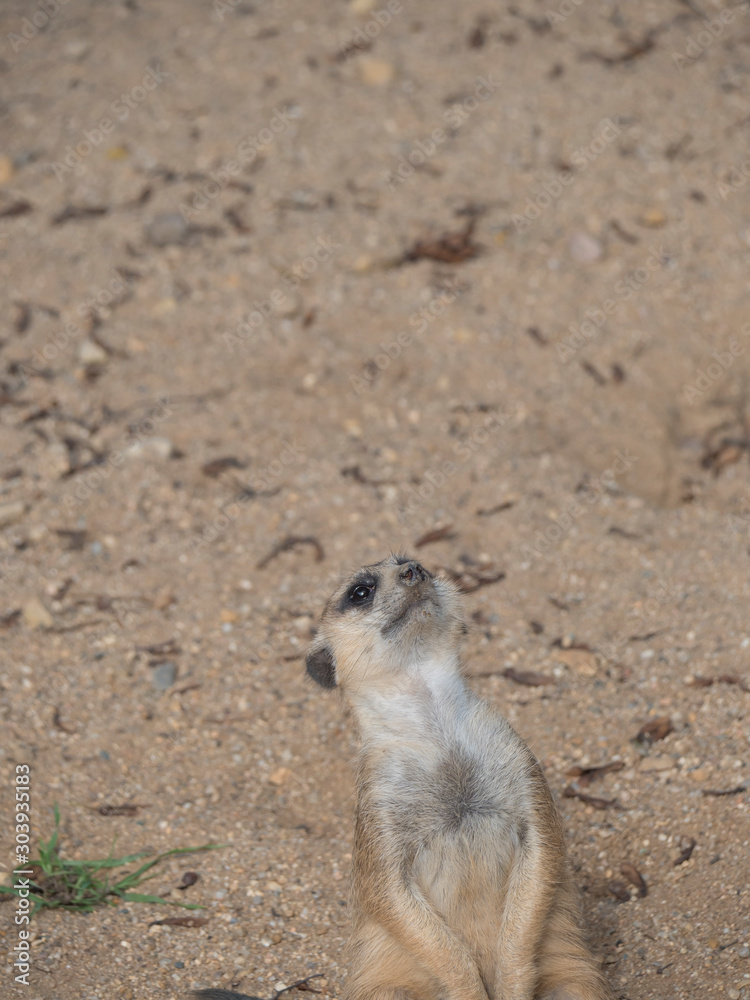 Close up standing meerkat or suricate, Suricata suricatta looking up, selective focus, copy space for text Close up standing meerkat or suricate, Suricata suricatta looking up, selective focus, copy space for text