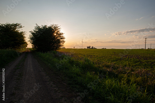 A rural road leads to the horizon at dusk  with a soy field by its side