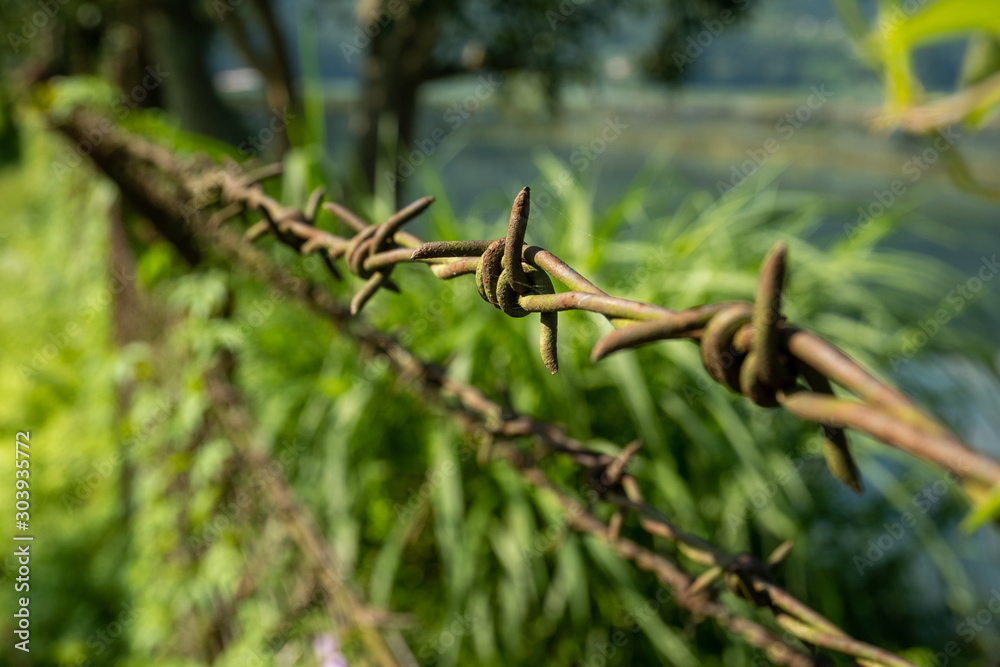 Rows of stretched metal barbed wire with sharp spikes against a background of tropical vegetation