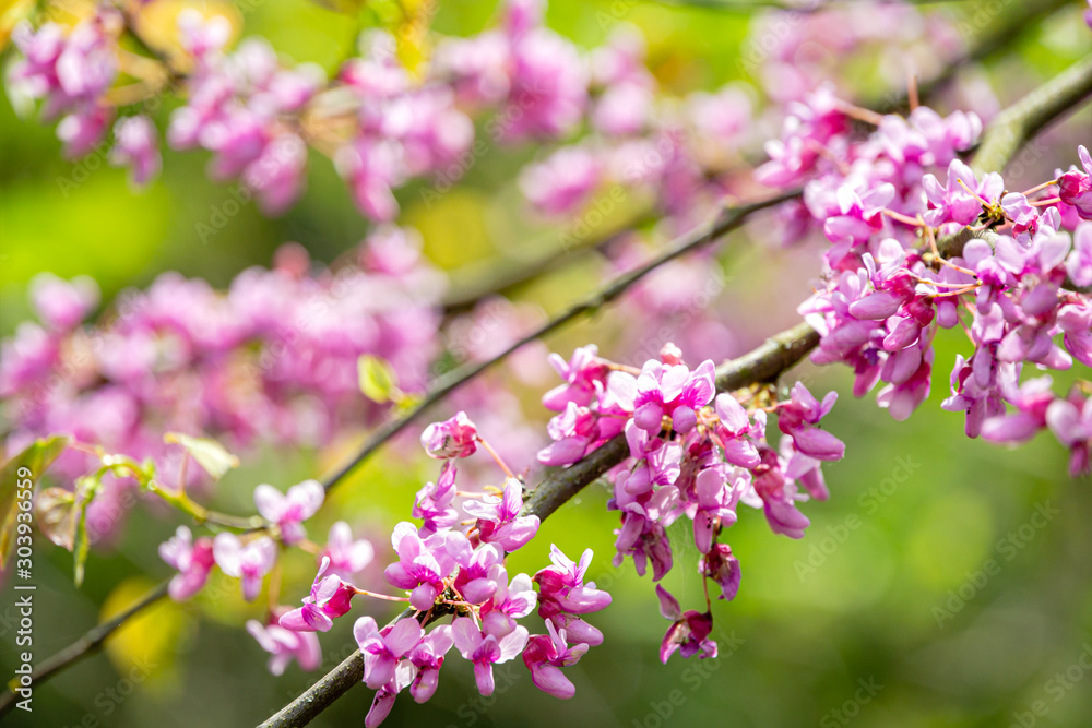 Close-up of purple spring blossom of Eastern Redbud, or Eastern Redbud Cercis canadensis n sunny day. Selective focus. Nature concept for design