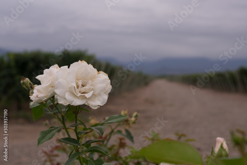 bouquet of white flowers on background of blue sky