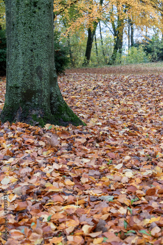 Wanderung im Wiehengebirge bei Lübbecke. Der Herbst in seinen schönsten Farben.