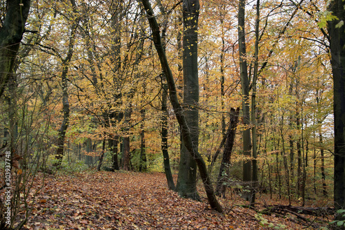 Wanderung im Wiehengebirge bei Lübbecke. Der Herbst in seinen schönsten Farben. © Edda Dupree