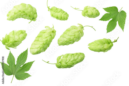Green hops with green leaves isolated on a white background. top view