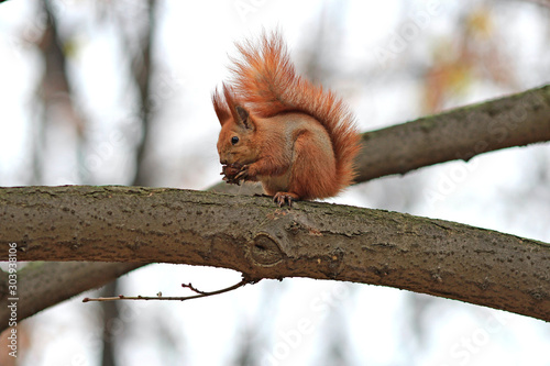 squirrel on a tree nibbles a delicious nut © sosnytskyi