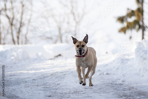 Hund rennt durch den Schnee © Cecile Zahorka