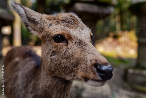 Close-up picture of a Sika deer in Nara Park