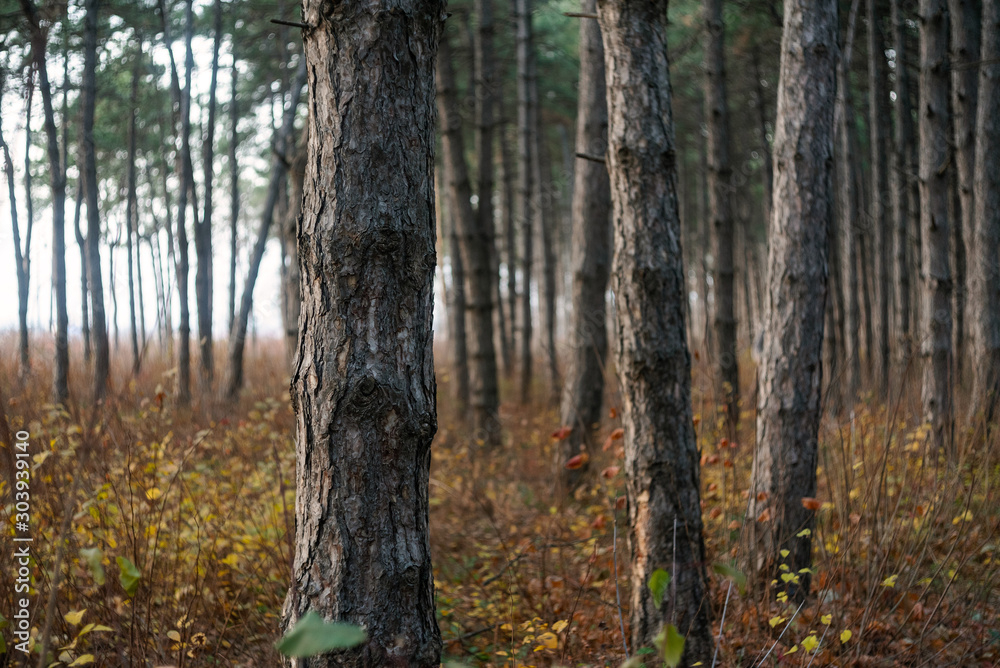 Beautiful differently deciduous forests in the autumn. Fairy tale. Beautiful differently deciduous forests in the autumn. Fairy tale.