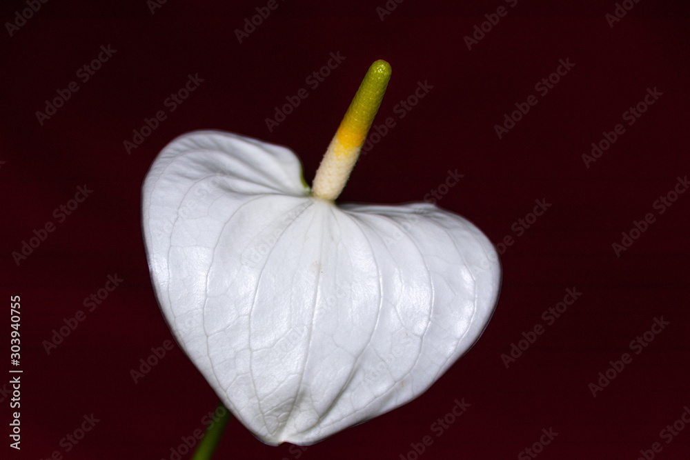 Weisse Calla auf rotem Hintergrund Weisse Calla auf rotem Hintergrund