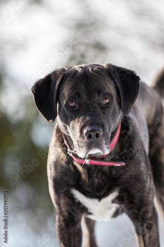 Portrait von Hund im Schnee