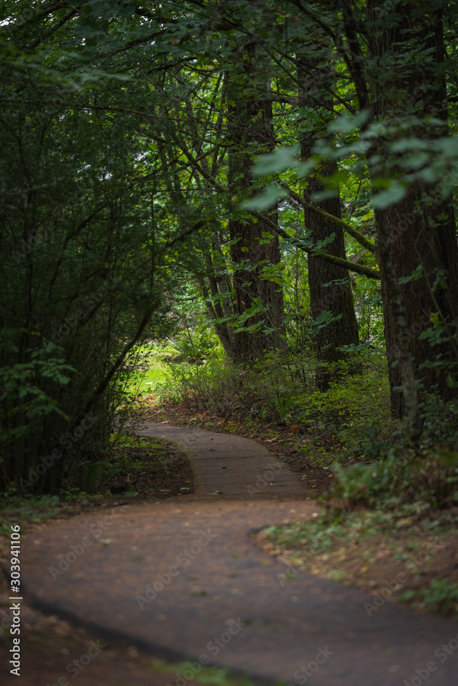 Fototapeta premium Winding path through magical lush green forest setting