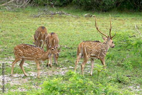 Fototapeta Naklejka Na Ścianę i Meble -  Group of axis deer in wilpattu national Park
