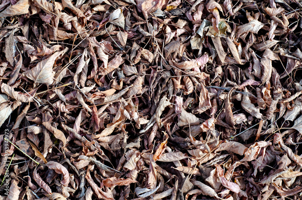 Dry autumn leaves in red, orange and brown colors. Close-up. Background Dry autumn leaves in red, orange and brown colors. Close-up. Background