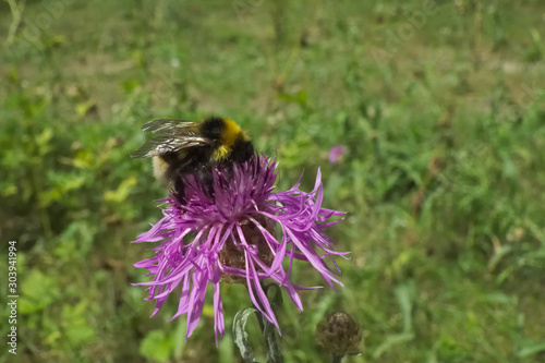 Bumble bee sitting on a brown knapweed flower