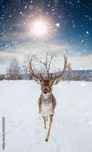 Deer in beautiful winter landscape with snow and fir trees in the background. 