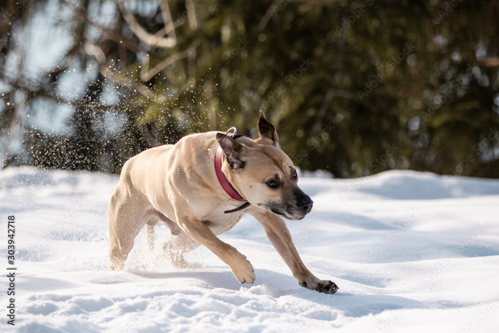 Hund rennt durch den Schnee