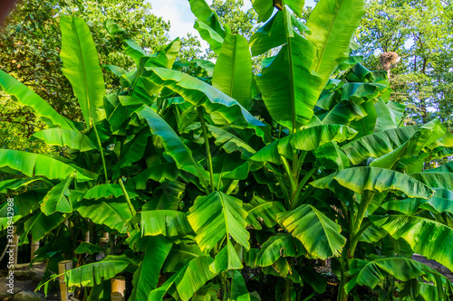 closeup of banana plants in a tropical garden, nature and horticulture background photo