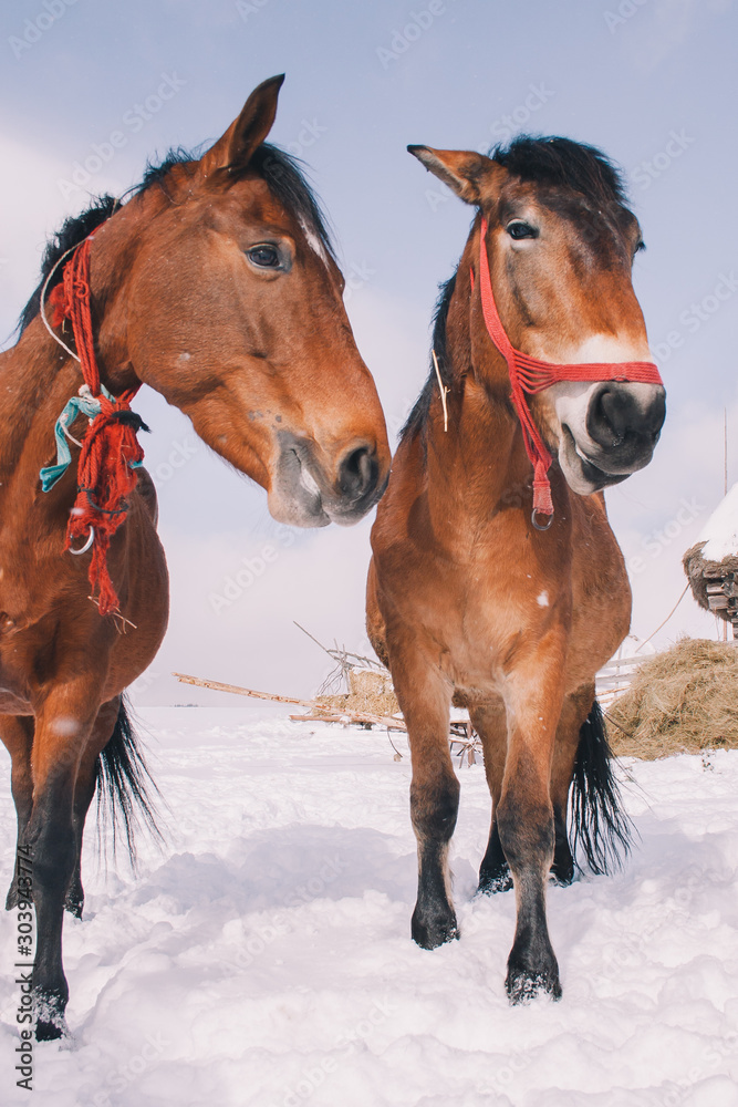 Horses eating hay in a majestic snowy landscape Horses eating hay in a majestic snowy landscape