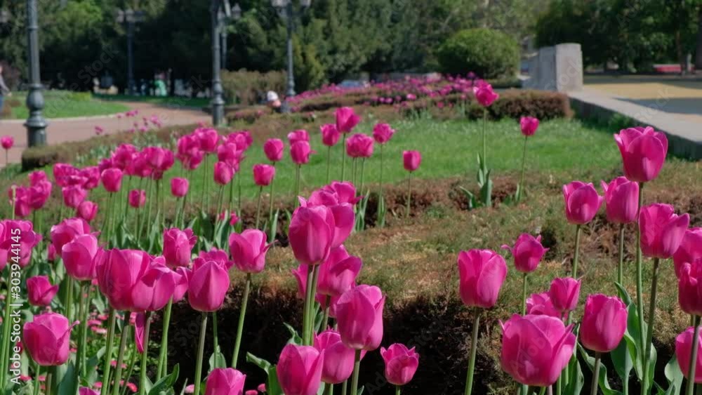 Flores en la plaza. Sofía,Bulgaria, Europa. Flores en la plaza. Sofía,Bulgaria, Europa.