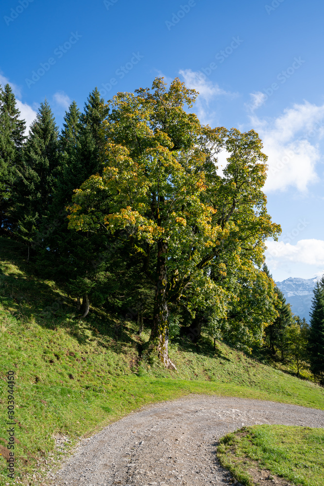Bäume im Bregenzerwald