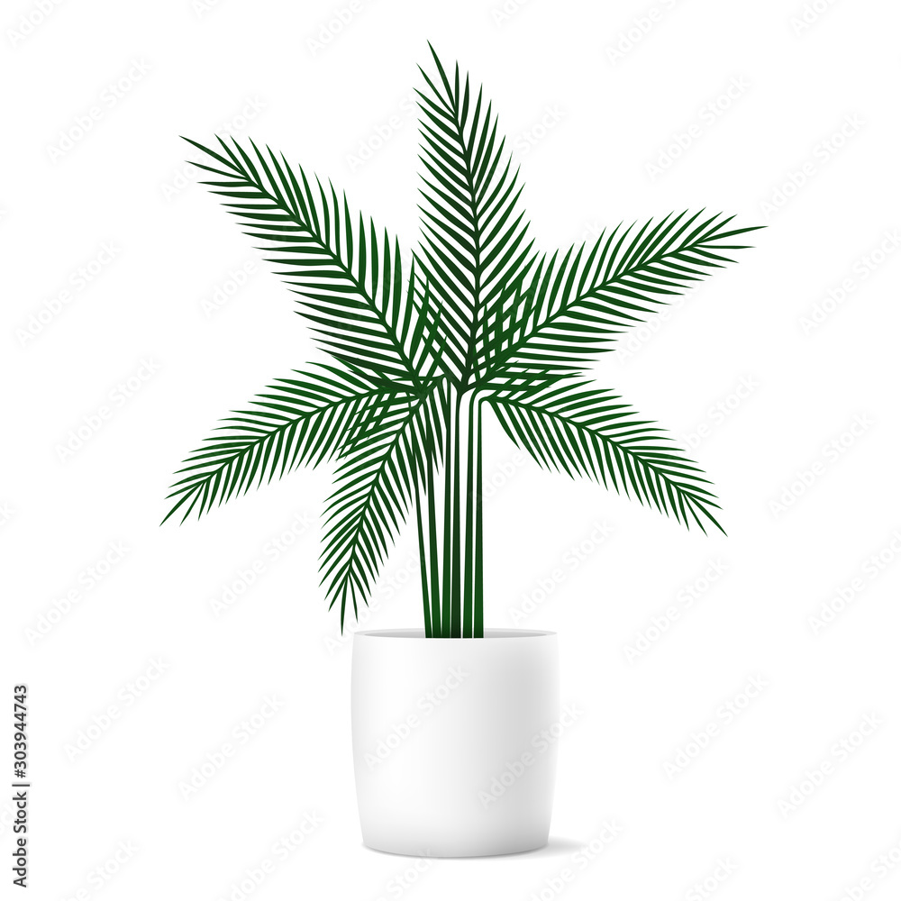 Tropical plant palm monstera for interior decor of home or office on white background. Vector illustration. Tropical plant palm monstera for interior decor of home or office on white background. Vector illustration.