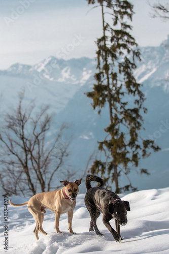 Hunde spielen vor  winterlichem Südtiroler Bergpanorama © Cecile Zahorka