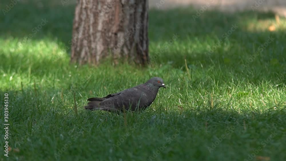 Gray pigeon walking on grass in park in slow motion closeup footage Gray pigeon walking on grass in park in slow motion closeup footage