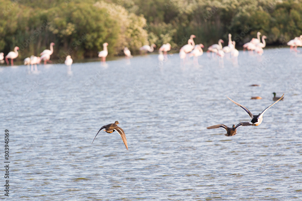 Ducks flying over a lake pond in La Camargue wetlands
