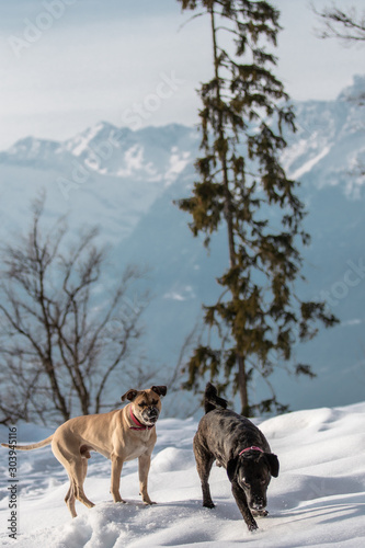 Hunde spielen vor  winterlichem Südtiroler Bergpanorama © Cecile Zahorka