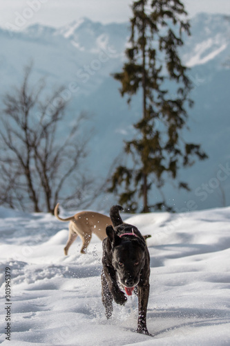 Hunde spielen vor winterlichem Südtiroler Bergpanorama