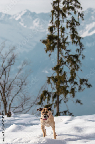 Hunde spielen vor winterlichem Südtiroler Bergpanorama
